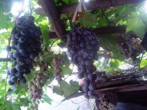 葡萄怎么施肥的视频,葡萄高效施肥技巧解析